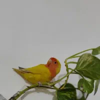 طوطی کوتوله