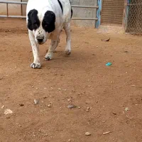 واگزای سگ لاس