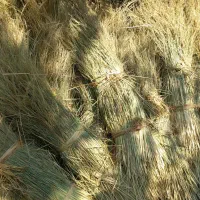 کلوش تازه