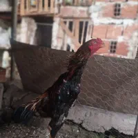 خروس و مرغ اوشامو|حیوانات مزرعه|مینودشت, |دیوار