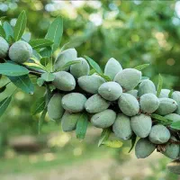 نهال بادام تونو|گل و گیاه طبیعی|رشت, پسیخان|دیوار