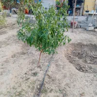 نهال 3ساله انار دانه سیاه و شلیل بارده|خدمات باغبانی و درختکاری|گرگان, |دیوار