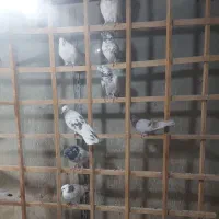 ۶۰و۷۰تاکفتر پرشی خال جفتی ۳۸۰ هزار تومان|پرنده|تهران, فلاح|دیوار