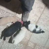 یک قلاده سگ و چهار توله  دو ماه|سگ|آران و بیدگل, |دیوار