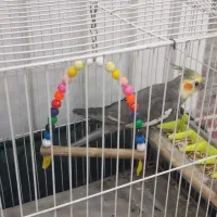 عروس هلندی|پرنده|امیدیه, |دیوار