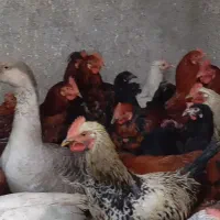 خروس مرغ غاز|حیوانات مزرعه|پیشوا, |دیوار