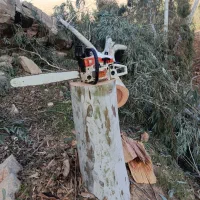 قطع،هرس درختان با تجهیزات کامل وخریدانواع چوب