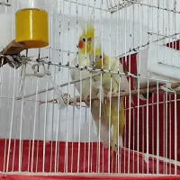 عروس هلندی مولد ومرغ عشق مولد چغادک