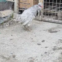 نیمچه خروس اراکانا و مرغ گلین