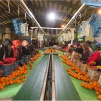 سورت مرکبات و صیفی جات