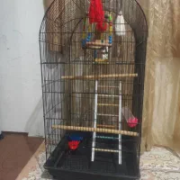 قغس پرنده عروس هلندی کاسکو مینا مرغ عشق