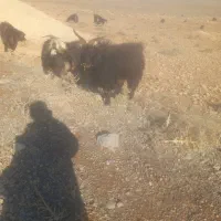 چابیش دوبور مخصوص گله|حیوانات مزرعه|مرودشت, نقش رستم|دیوار