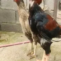 مرغ و خروس لاری افغان