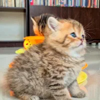 بریتیش عروسکی|گربه|کرج, گلستان|دیوار