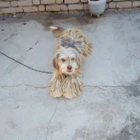 سگ پشمالو نر