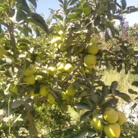 نهال|خدمات باغبانی و درختکاری|چناران, |دیوار