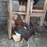 مرغ خروس لاری اصل سالم جوان