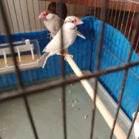 فنج نرگسی