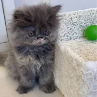 گربه پرشین سوپرفلت دختر دو‌ماهه