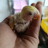 جوجه طوطی برزیلی