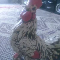 مرغ وخروس دکوری