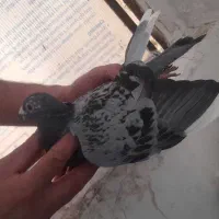 کفتر شهرستانی|پرنده|ری, حمزهآباد|دیوار