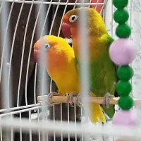 با سلام یک جفت طوطی برزیلی|پرنده|زرند, |دیوار