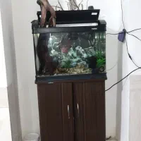 آکواریوم ماهیران و ماهی فلاور