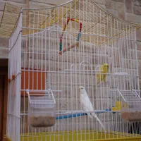 اجاره اقامتگاه سنتی مبله با خدمات|اجارهٔ کوتاهمدت آپارتمان و سوئیت|شیراز, سیاه سنگ|دیوار