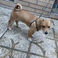 سگ.|سگ|دورود, |دیوار