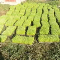 توم درجه 1 هاشمی  سورتینگ شده آماده تحویل