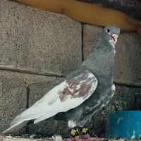 کفتر داریون