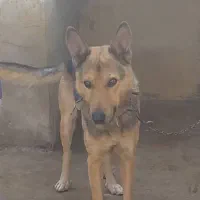 واگذاری یک قلاده سگ ژرمن در سعیدآباد هشتگرد|سگ|هشتگرد, سعید آباد|دیوار