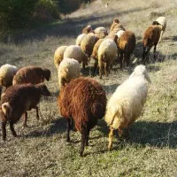 گوسفند|حیوانات مزرعه|آبش احمد, |دیوار