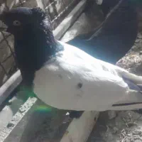 کبوتر سینه ای