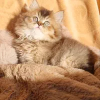 بهشت عاشقان گربه/ میوهاپ، بهترین مرکز فروش گربه‌ها|گربه|اصفهان, جلفا|دیوار