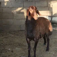بره غزل افشار