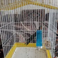 عروس هلندی|پرنده|سراوان, |دیوار