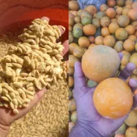 هسته نارنج و نارنج