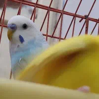 فروش ۳ عدد مرغ عشق دوتا نر و یک ماده