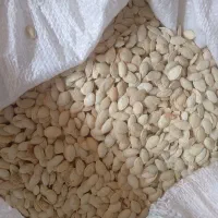 تخمه کدو
