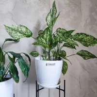 گل‌های طبیعی وسالم پرورش‌یافته باعشق توی خونه‌مون