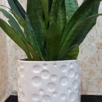 سانسوریا همراه گلدان