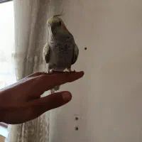 عروس هلندی|پرنده|الیگودرز, |دیوار