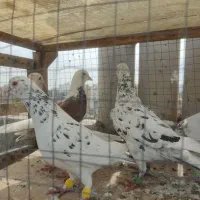 سار وسرور رنگی