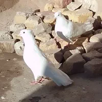 کبوتر سفید تهرانی