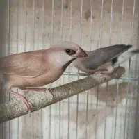 فنچ گلدین و کرواتی|پرنده|خمینی‌شهر, |دیوار