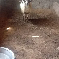گوسفند