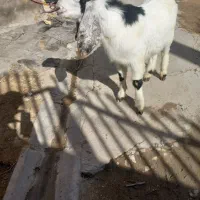 بزفروشئ|حیوانات مزرعه|ایجرود, |دیوار