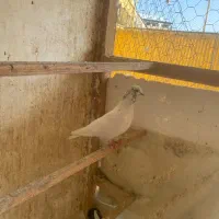 کبوتر|پرنده|رشت, پیله داربن|دیوار